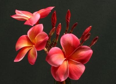 Red Frangipani