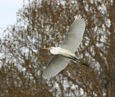 Great Egret 1-12-05.jpg