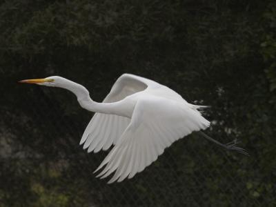 Great Egret _C048371.jpg