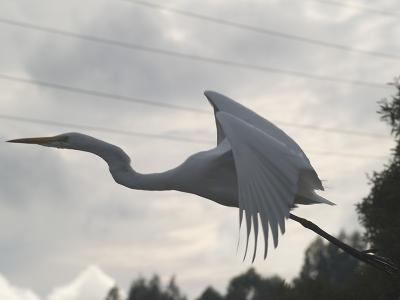 Great Egret _C048372 .jpg