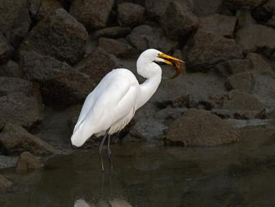 Great Egret at Lunch.jpg