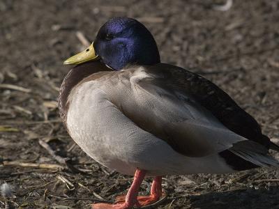 Mallard _1129597.jpg