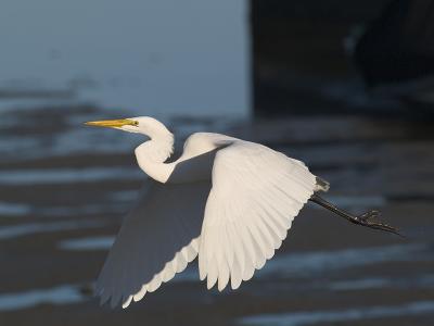 Great Egret _C238997.jpg