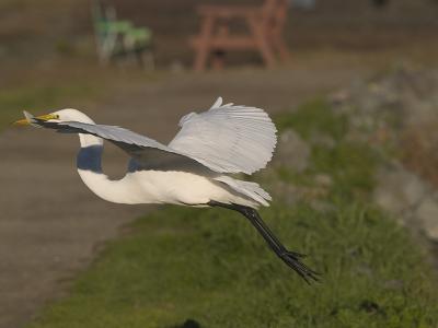 Great Egret _C238999.jpg