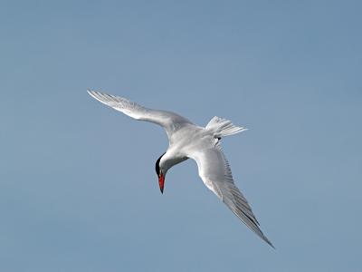 Common Tern _4171194-02JP.jpg