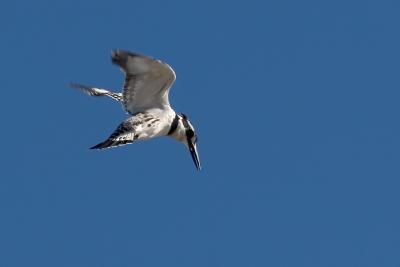 Pied Kingfisher