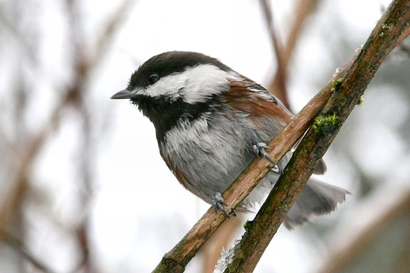 Black Capped Chickadees friend