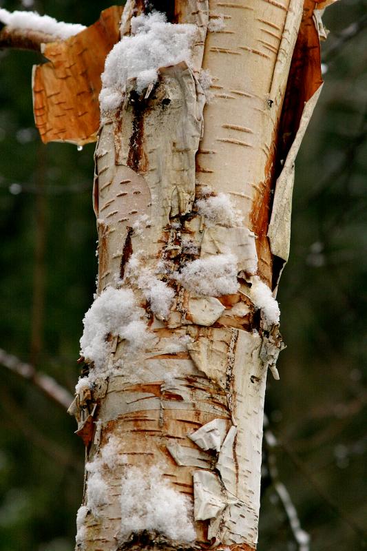 Birch Bark