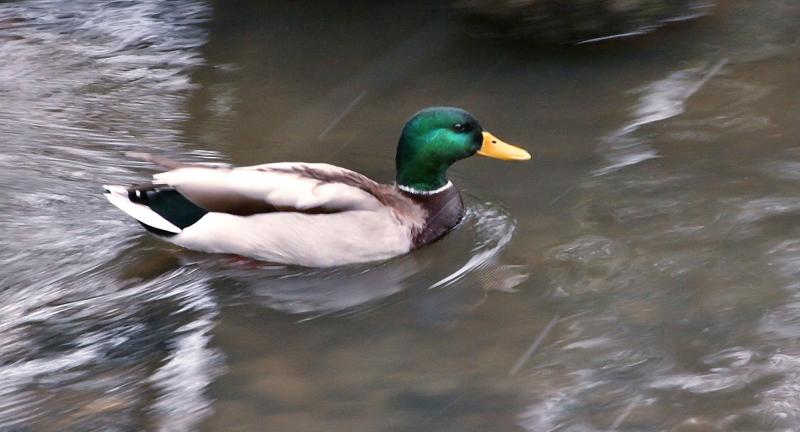 Mallard Drake in creek
