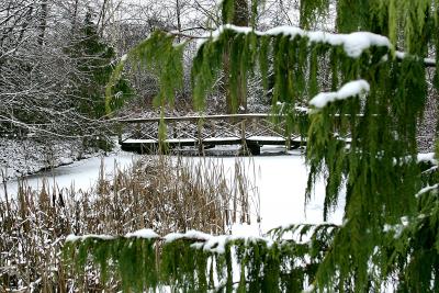 Pond framed in snow covered cedars