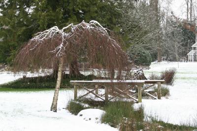 Weeping birch with bridge