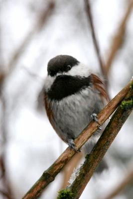 Black Capped Chickadee