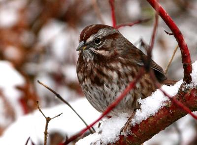 Persistent sparrow