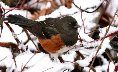 Another Rufus Sided Towhee
