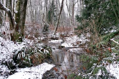 Wintery creek