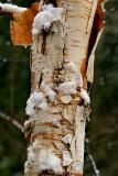 Birch Bark