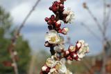 First Spring buds.