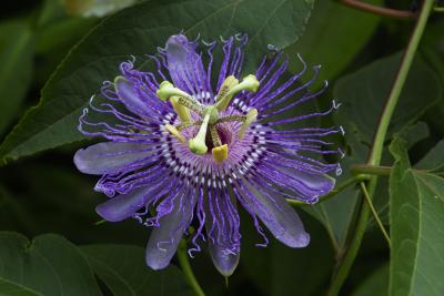 Passion Flower - (Steve Wolniak)