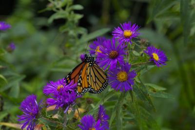 Hardy Asters and a Monarch Butterfly