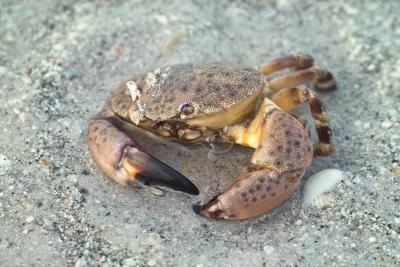 Crab on the Beach