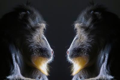 Primate Face To Face
