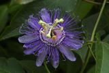 Passion Flower - (Steve Wolniak)