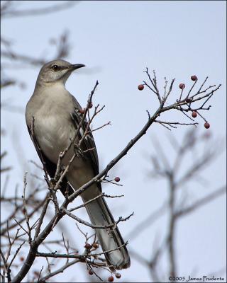 Northern Mockingbird