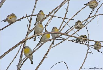 Lawrence's Goldfinch