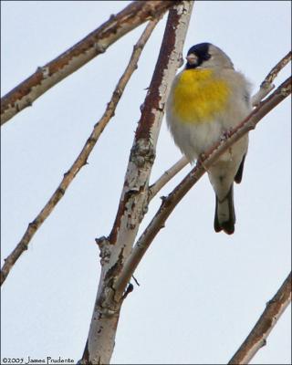 Lawrence's Goldfinch