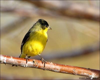 Lesser Goldfinch (green-backed form)