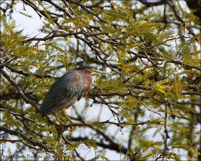 Green Heron