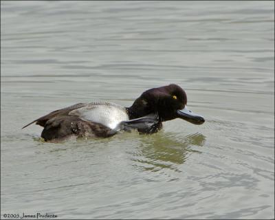 Lesser Scaup