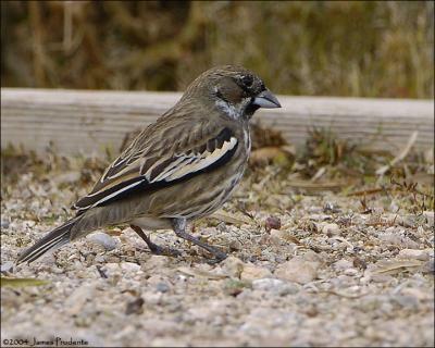 Lark Bunting