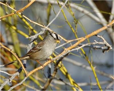 White-crowned Sparrow