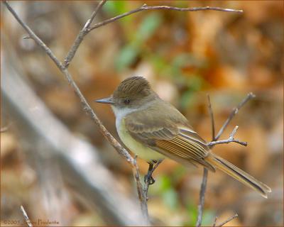 Dusky-capped Flycatcher