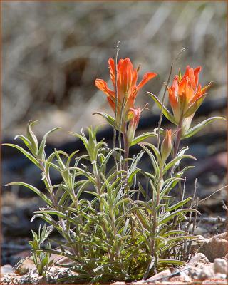 Desert Paint Brush