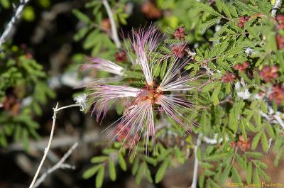 Fairy Duster