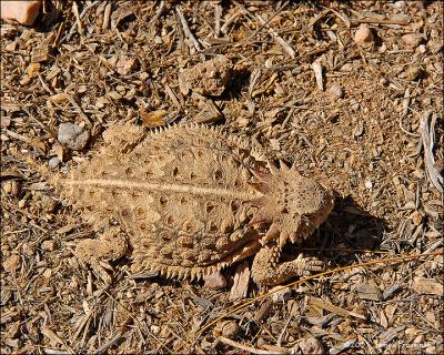 Regal Horned Lizard
