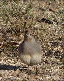 Gambels Quail