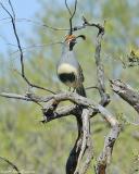 Gambels Quail