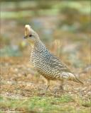 Scaled Quail