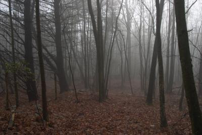 Foggy Woods.jpg