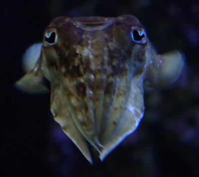 Common Cuttlefish from Scripps Aquarium