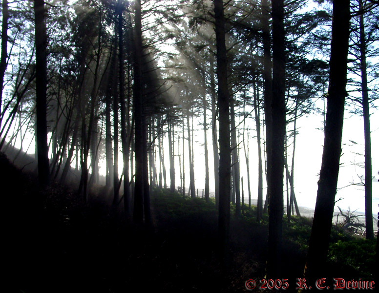 Misty Trees