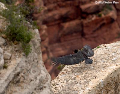 California Condor7 04_23_05.jpg