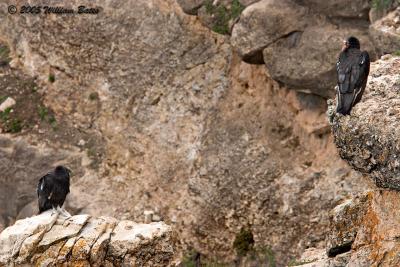 California Condors 6  22 04_23_05.jpg