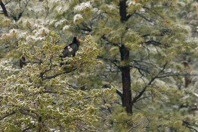 California Condor3 04_24_05.jpg