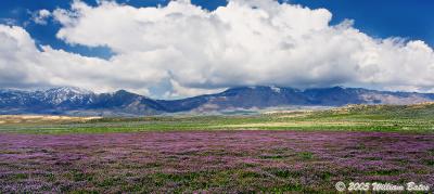 Springtime Comes to the Great Basin.jpg