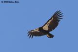 California Condor27 04_23_05a.jpg
