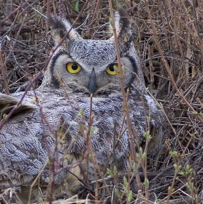 Great Horned_Owl.jpg
